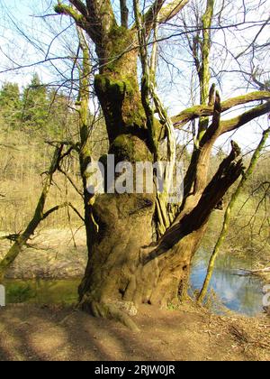 Rovere comune spesso, rovere europeo, rovere peduncolato, rovere inglese (Quercus robur) deciduo, latifoglie, albero senza foglie a Rakov Skocjan Foto Stock