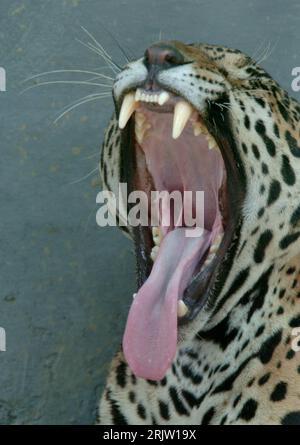 Bildnummer: 51813589 Datum: 14.04.2007 Copyright: imago/Xinhua Gähnender Leopard (Panthera pardus) im National Zoological Park in Neu Delhi - PUBLICATIONxNOTxINxCHN, Tiere; 2007, Neu Delhi, National Zoological Park New Delhi, Säugetiere, Leoparden, Raubtiere, Raubtier, Raubkatze, Raubkatzen, Zähne, Zunge, gähnen, Müdigkeit, müde, fauchen, faucht, fauchend, brüllen, brüllt, brüllend; , hoch, Kbdig, Einzelbild, Close, Indien, , Foto Stock