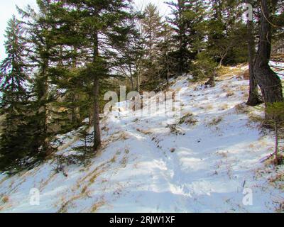 Snow path leading through a snow covered temperate, deciduous mixed broadleaf and conifer forest Stock Photo