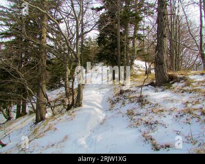 Snow path leading through a snow covered temperate, deciduous mixed broadleaf and conifer forest Stock Photo