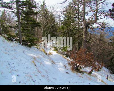 Snow path leading through a snow covered temperate, deciduous mixed broadleaf and conifer forest Stock Photo