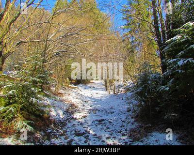 Sentiero innevato che conduce attraverso una foresta invernale a foglia larga in Slovenia Foto Stock