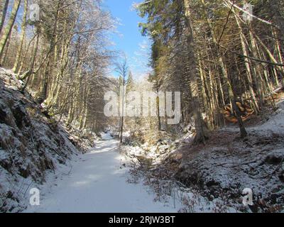 Sentiero innevato che conduce attraverso una foresta invernale a foglia larga in Slovenia Foto Stock