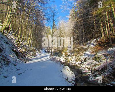 Sentiero innevato che conduce attraverso una foresta invernale a foglia larga in Slovenia Foto Stock