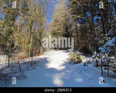 Sentiero innevato che conduce attraverso una foresta invernale a foglia larga in Slovenia Foto Stock