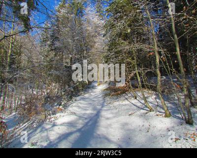 Sentiero innevato che conduce attraverso una foresta invernale a foglia larga in Slovenia Foto Stock