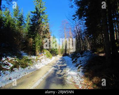 Strada sterrata che conduce a Uskovnica nel parco nazionale del Triglav in Slovenia attraverso una foresta mista di abeti rossi e faggi di conifere in inverno Foto Stock