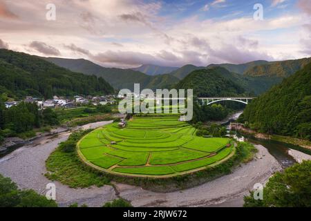 Terrazza di riso Aragijima a Wakayama, Giappone. Foto Stock