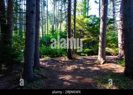 La luce del mattino passa attraverso la fitta tettoia degli alberi in una foresta vicino alla costa di Harpswell, Maine. Foto scattate durante un'escursione. Foto Stock