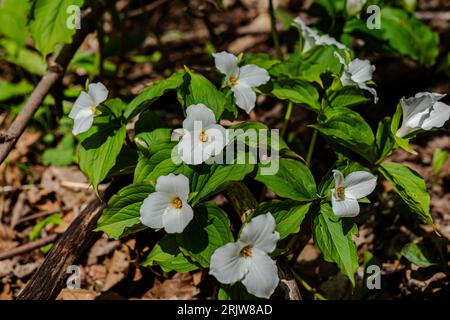 Grande fiore bianco trillium nel parco della città Foto Stock