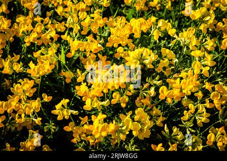 Trefoil a piedi di uccello, uova e fiori di pancetta Foto Stock