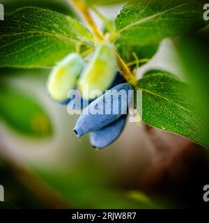 Lonicera caerulea, conosciuta anche con i suoi nomi comuni caprifoglio blu, caprifoglio di miele dolce, caprifoglio di mosca, caprifoglio di miele blu. Foto Stock