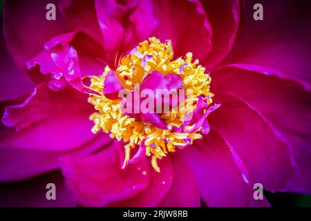 Fiori di pony rosso nel giardino Foto Stock