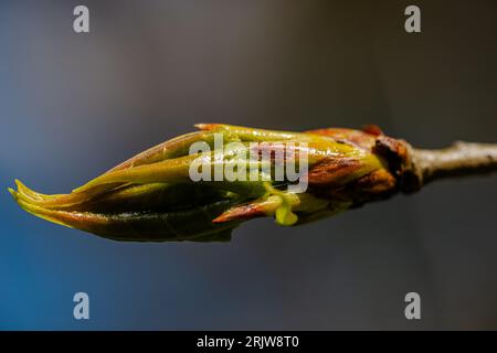Vegetazione primaverile nel parco cittadino Foto Stock