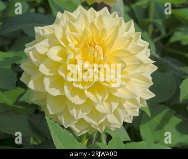 Dahlia, decorativo medio Charlie 2 giallo Foto Stock