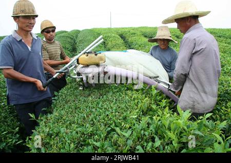 Bildnummer: 51940181 Datum: 10.06.2007 Copyright: imago/Xinhua Erntezeit - Bauern ernten Tee mit einer Erntemaschine auf einer Plantage a Xiuning in der Provinz Anhui PUBLICATIONxNOTxINxCHN, Personen; 2007, Xiuning, Anhui, Einheimische, Einheimischer, Chinese, Chinesen, Bauer, Teebauer, Teebauern, Feldarbeit, Tee, Teeanbau, Teeernte, Teepflücker, Feld, Felder, Feldarbeiter, Mann; , quer, Kbdig, Gruppenbild, Landwirtschaft, Wirtschaft, China, Arbeitswelten, Gesellschaft, , Foto Stock