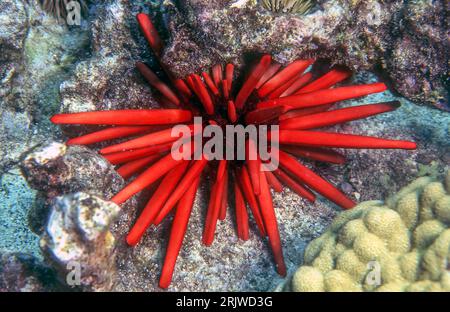 Red pencil urchin (Heterocentrotus mammilatus) from Hawaii. Stock Photo