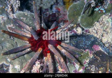 Sputnik urchin (Phyllacanthus imperalis) from Bunaken NP, North Sulawesi, Indonesia. Stock Photo