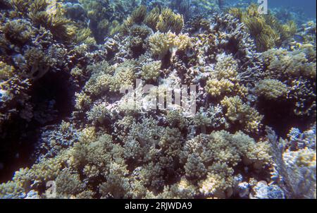 Large stand of soft corals growing in shallow water off Bunaken, North Sulawesi, Indonesia. Foto Stock