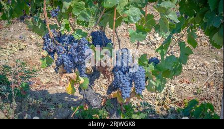 uve mature pronte per la vendemmia per la produzione di cannonau e carignano Foto Stock