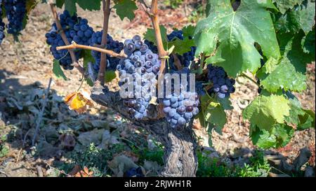 uve mature pronte per la vendemmia per la produzione di cannonau e carignano Foto Stock