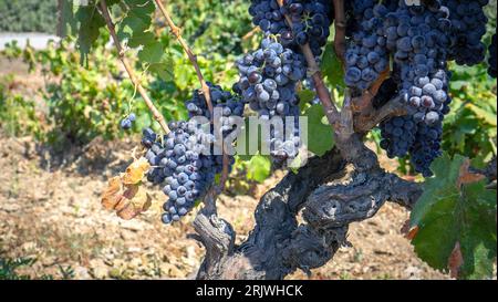 uve mature pronte per la vendemmia per la produzione di cannonau e carignano Foto Stock