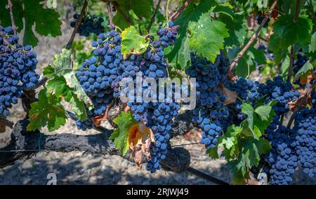 uve mature pronte per la vendemmia per la produzione di cannonau e carignano Foto Stock