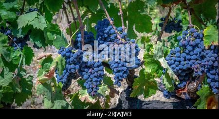 uve mature pronte per la vendemmia per la produzione di cannonau e carignano Foto Stock