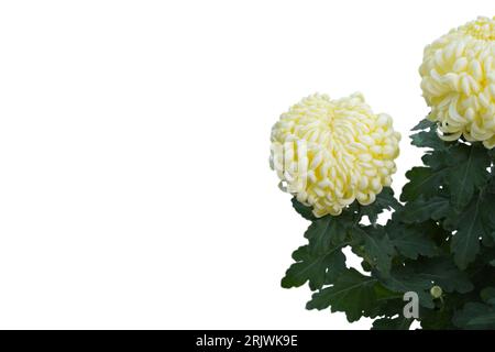 Giganteschi crisantemi gialli o fiori di mamma isolati su sfondo bianco con spazio per la copia Foto Stock
