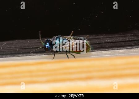 Pseudomalus auratus famiglia Chrysididae genere Pseudomalus cuckoo vespa natura selvaggia insetti da parati Foto Stock