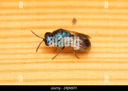 Pseudomalus auratus famiglia Chrysididae genere Pseudomalus cuckoo vespa natura selvaggia insetti da parati Foto Stock