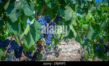 uve mature pronte per la vendemmia per la produzione di cannonau e carignano Foto Stock