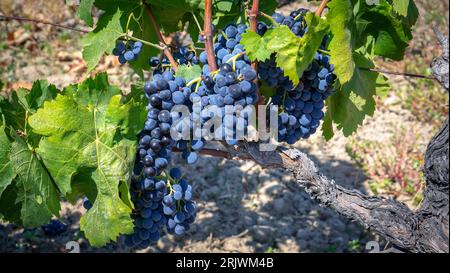 uve mature pronte per la vendemmia per la produzione di cannonau e carignano Foto Stock