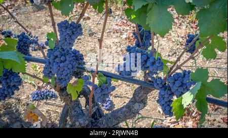 uve mature pronte per la vendemmia per la produzione di cannonau e carignano Foto Stock