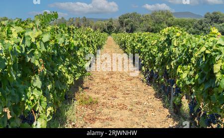 uve mature pronte per la vendemmia per la produzione di cannonau e carignano Foto Stock