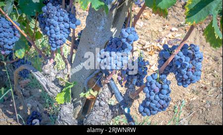 uve mature pronte per la vendemmia per la produzione di cannonau e carignano Foto Stock