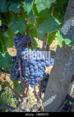 uve mature pronte per la vendemmia per la produzione di cannonau e carignano Foto Stock