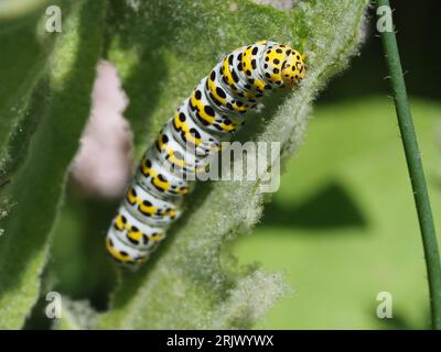 Mullein Moth caterpillar si alimenta su foglie di mulleina o verbascum Foto Stock