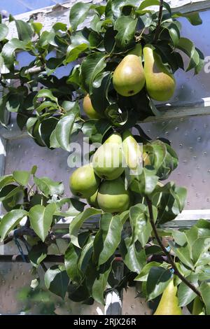 Pere che maturano su alberi addestrati a spalliera a fine estate su assegnazione britannica Foto Stock