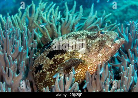Malabar grouper, Epinephelus malabaricus, Raja Ampat Indonesia. Foto Stock