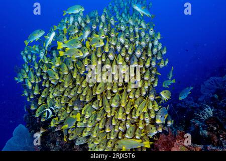 Nastro di scolarizzazione sweetlips, Plectorhinchus polytaenia Raja Ampat Indonesia Foto Stock