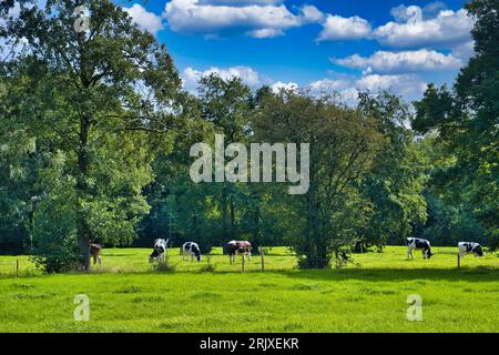 Bestiame che pascolano in un prato verde con alberi ombrosi in una soleggiata giornata estiva nelle foreste frisone (Friese Wouden) nel nord dei Paesi Bassi Foto Stock