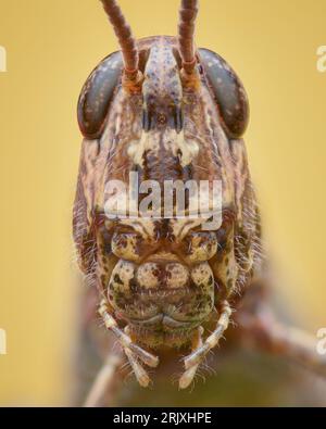 Ritratto di una Grasshopper marrone di campo su sfondo giallo (Chorthippus brunneus) Foto Stock