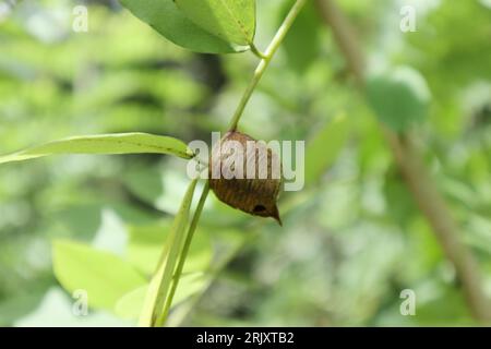 Close up view of a praying mantis ootheca (egg case) on a leaf stalk of a Gliricidia (Gliricidia Sepium) plant. Stock Photo