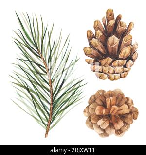 Set di illustrazioni acquerello, ramificazione e coni di pino. Clipart isolati su sfondo bianco per il design natalizio, composizioni di Capodanno. Realistico Foto Stock