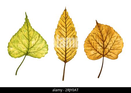 A set of autumn leaves (elm and linden tree), hand drawn watercolor illustration isolated on white background. For patterns, textiles, stickers. Stock Photo