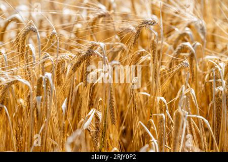 Orzo primaverile, che sarà trasformato in mangime per animali, in attesa di essere raccolto in Irlanda. Foto Stock