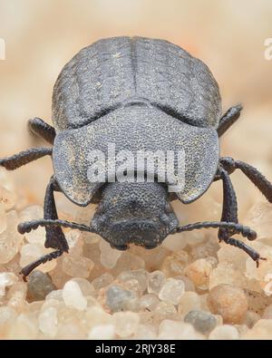 Ritratto di uno scarabeo Darkling con una superficie nera granulosa, situato su un po' di sabbia (Opatrum sabulosum) Foto Stock