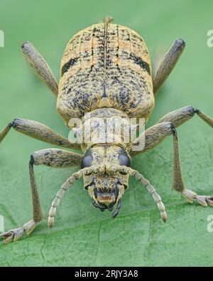 Ritratto di uno scarabeo Longhorn maculato (Rhagium mordax) Foto Stock