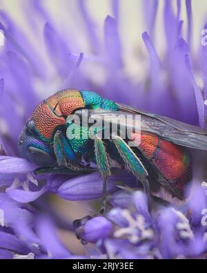 Vista del profilo di una vespa a cucù colorata, di una vespa a coda di rubino o di una vespa dormiente in un fiore viola in spiaggia (Hedychrum sp.) Foto Stock